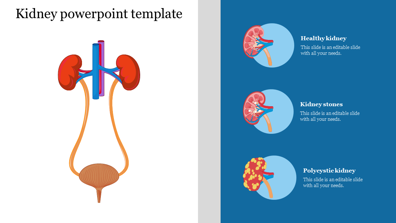 Kidney powerpoint template  